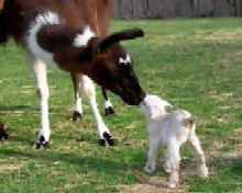 Llama kisses
